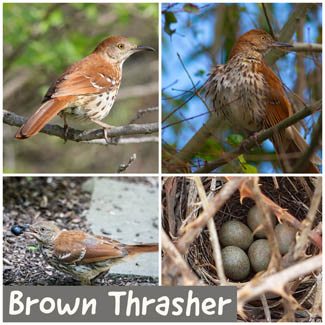 Brown Thrasher